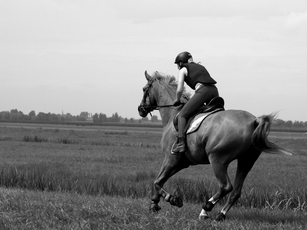 business-and-equine-management